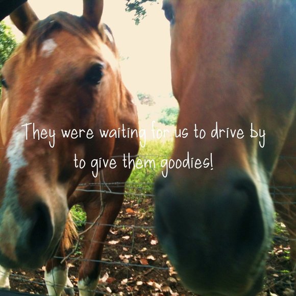 🌴 THE ROAD TO HANA IN MAUI - Picture 1 of 7
